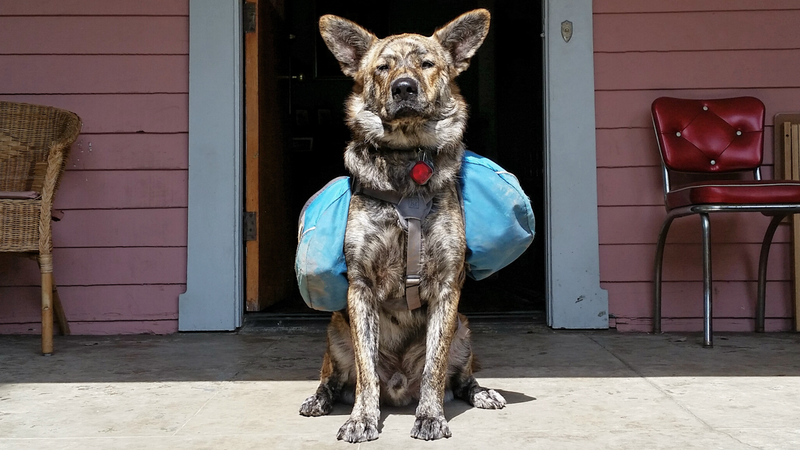Illustration for article titled Adventure Tested: Ruffwear Approach Dog Pack